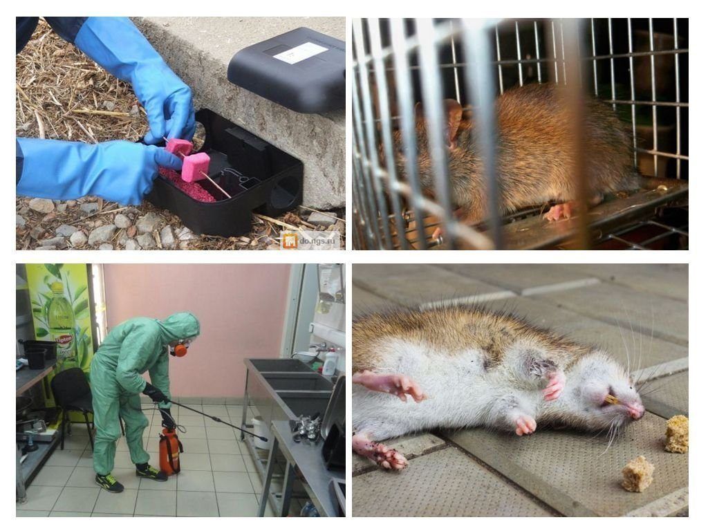 Дератизация от грызунов от крыс и мышей в Сыктывкаре