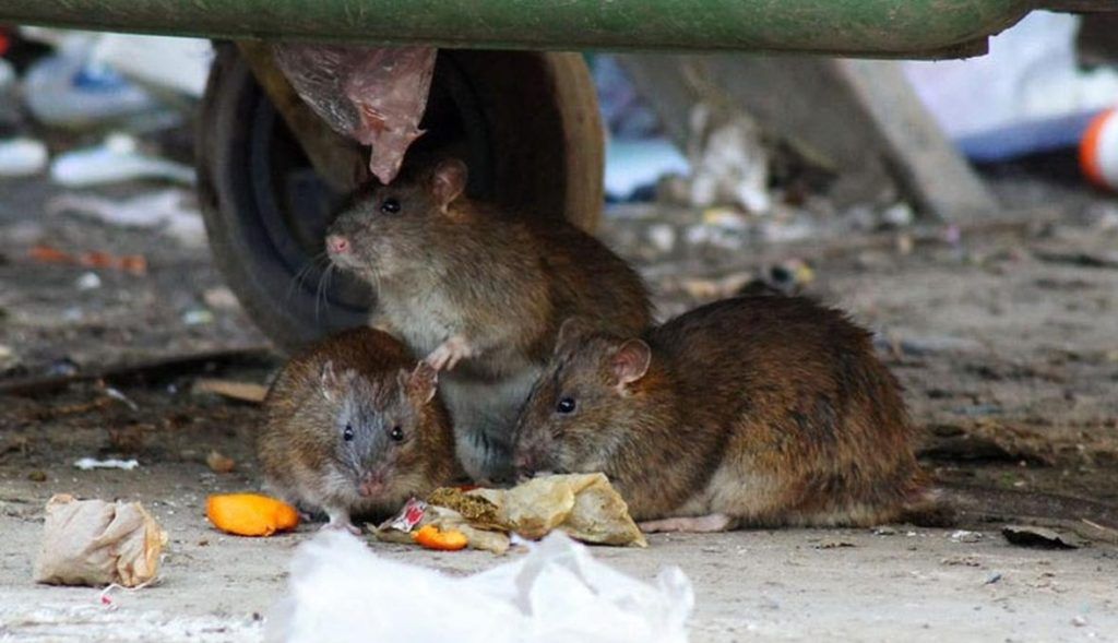 Травить грызунов крыс и мышей в Сыктывкаре