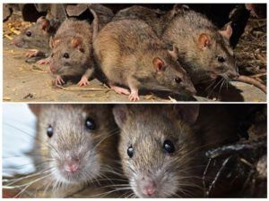 Травить грызунов крыс и мышей в Сыктывкаре