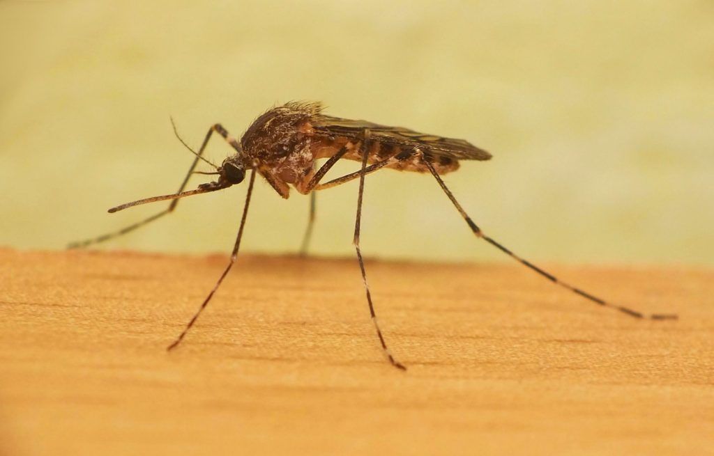 Уничтожение комаров в Сыктывкаре