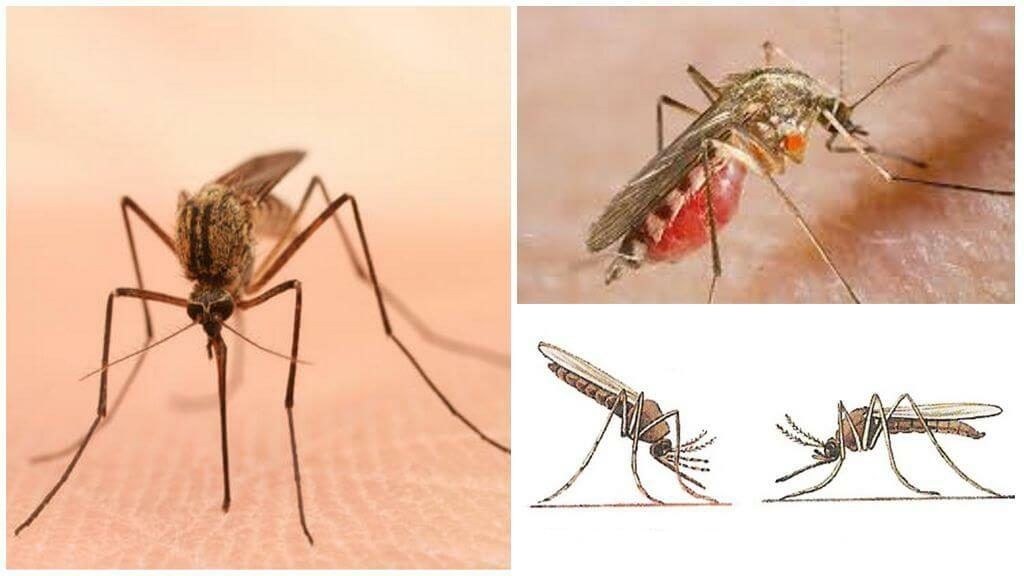 Уничтожение комаров в Сыктывкаре