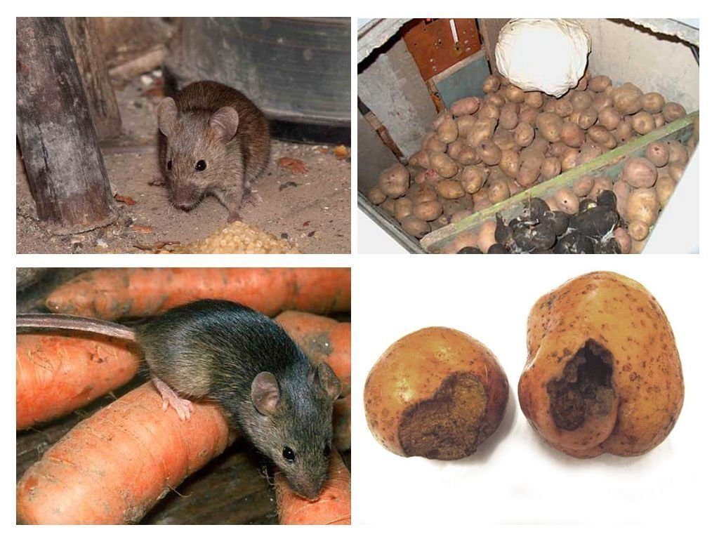 Обработка от грызунов крыс и мышей в Сыктывкаре