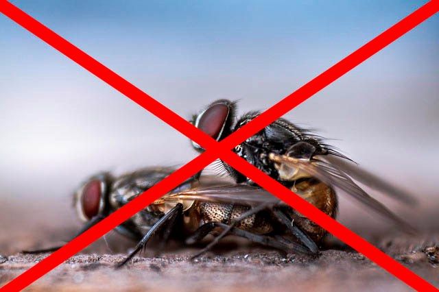 Профессиональное уничтожение мух в Сыктывкаре с гарантией
