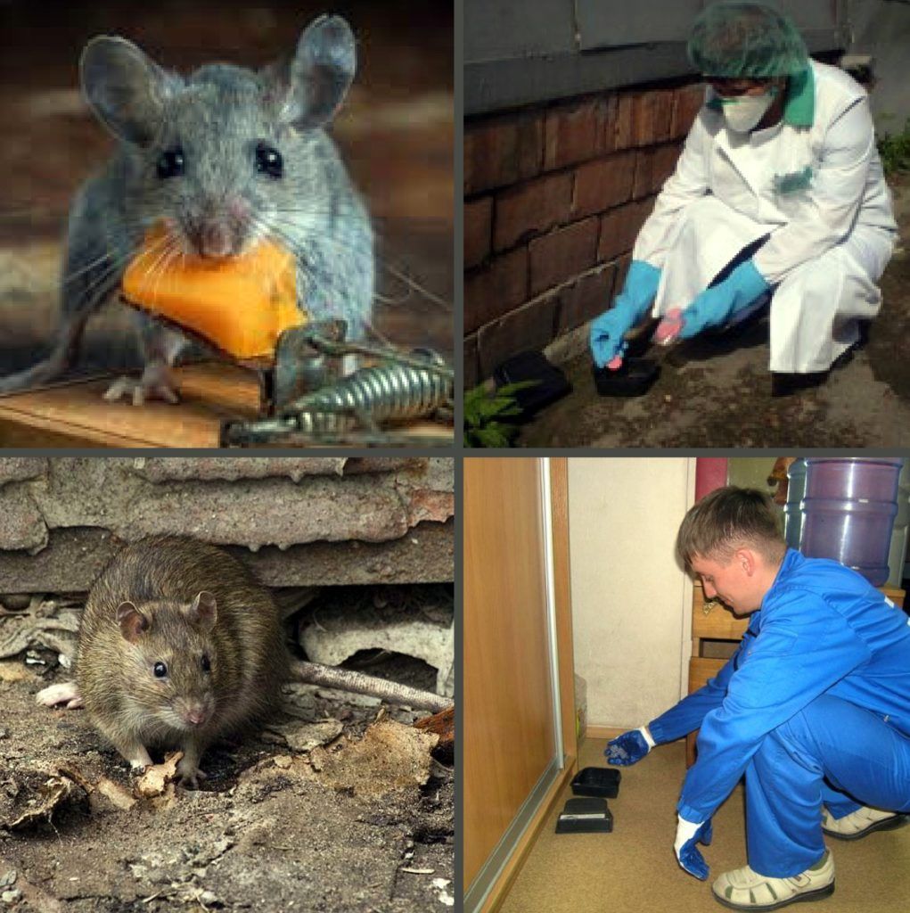 Дезинфекция от грызунов, крыс и мышей в Сыктывкаре