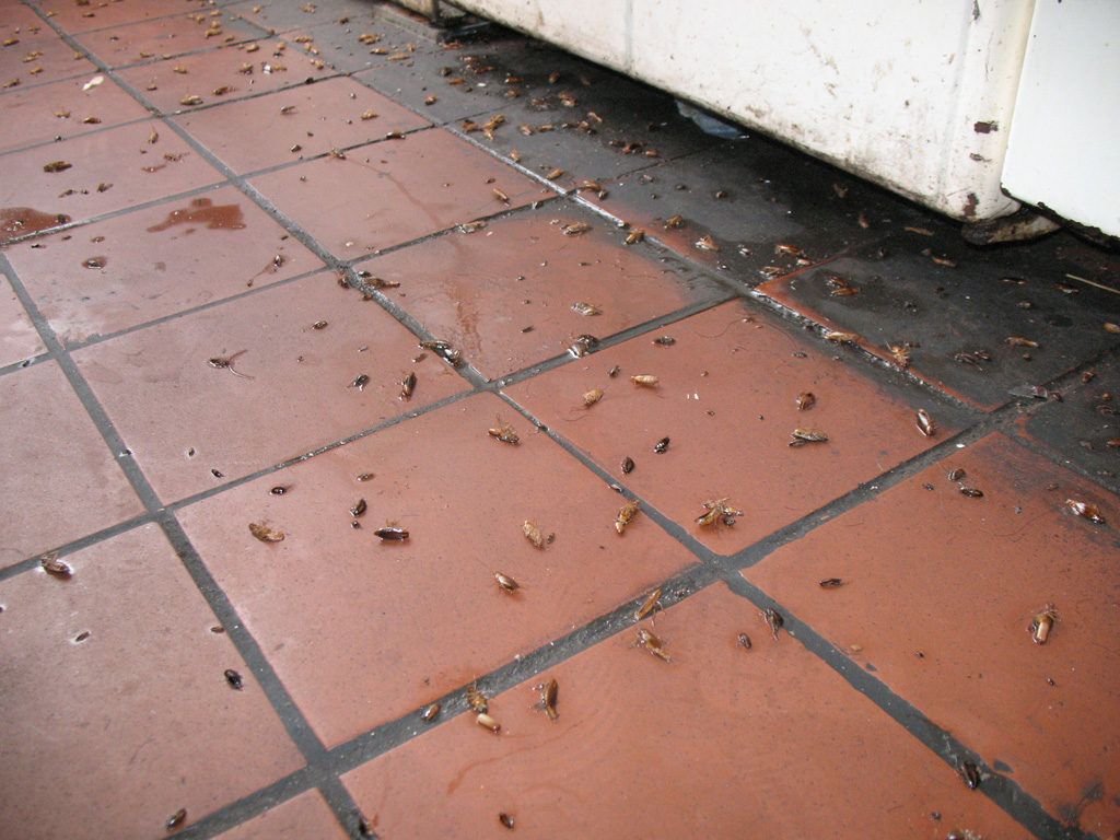 Уничтожение тараканов в квартире в Сыктывкаре 