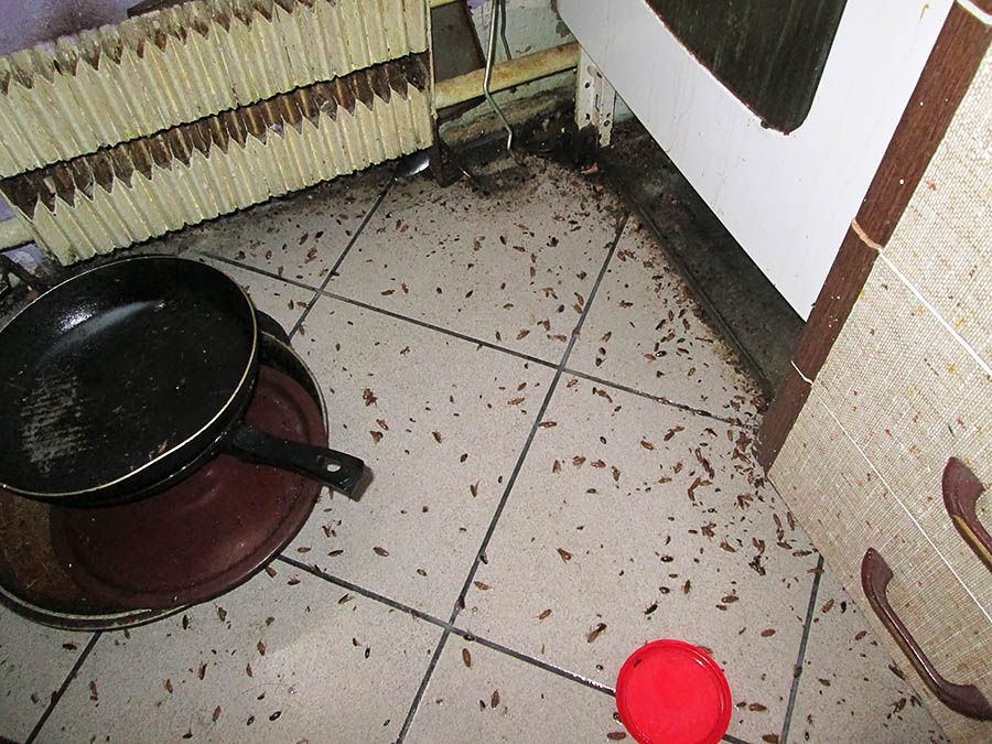 Санэпидемстанция от тараканов в Сыктывкаре, вызвать, цены